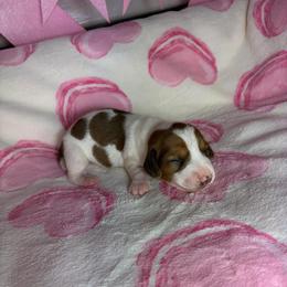 Harry - Piebald male Dachshund puppy in Lake City, Florida from My Ditzy Doxies of Florida