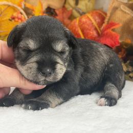 Gypsy Male 1 - Salt and pepper male Miniature Schnauzer puppy in Pageland, South Carolina from New Haven Farms