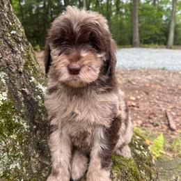 Rose - Merle female Goldendoodle puppy in New Ringgold, Pennsylvania from Hawk Mountain Doodles