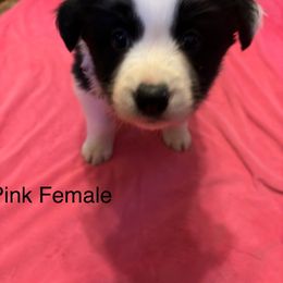 Border Collie Puppies from Ransom Ridge Border Collies