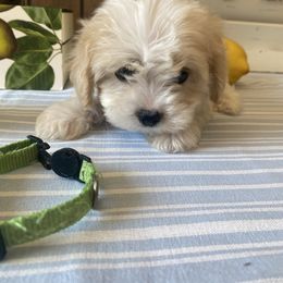 Boy 1 - Apricot and white male Cavachon puppy in Kerrville, Texas from Blount pups