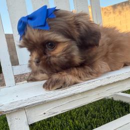 Chewie - Liver male Shih Tzu puppy in Coolidge, Arizona from Shih Tzu’s  ‘N’ Love