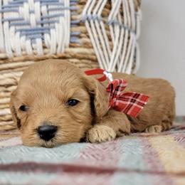 Maisie - Apricot female Goldendoodle puppy in Temecula, California from Oodles O'Doodles