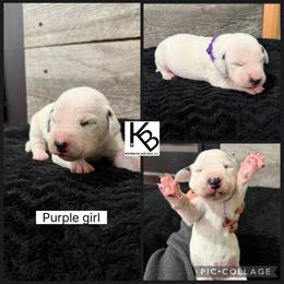 Girl 2 - White and black female Dalmatian puppy in Colome, South Dakota from KB Ridgebacks and Dals, LLC