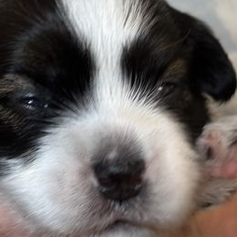 Ringo - Black and tan Havanese puppy in Calabash, North Carolina from Lancaster's of Gold Canyon Havanese