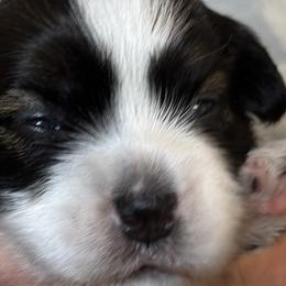 Ringo - Black and tan Havanese puppy in Calabash, North Carolina from Lancaster's of Gold Canyon Havanese