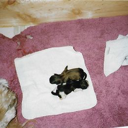 Shih Tzu Puppies from Shih Tzu Dreams Come True