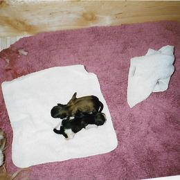 Shih Tzu Puppies from Shih Tzu Dreams Come True
