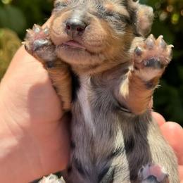 Dachshund Puppies from Wiggles & Wags Dachshund's