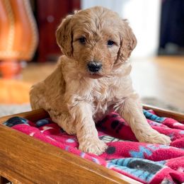Goldendoodle Puppies from Doodles in the Skye
