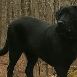 Labrador Retrievers from Cindy's Labrador Retrievers