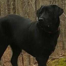 Labrador Retrievers from Cindy's Labrador Retrievers