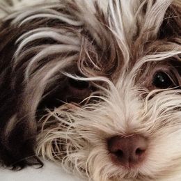 Havanese from Jay's Havi-nese
