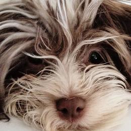 Havanese from Jay's Havi-nese