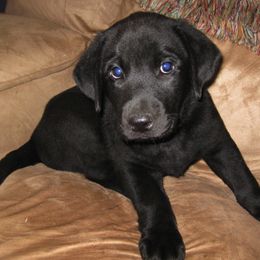 Labrador Retrievers from Rustic View Farm