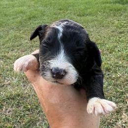 Arizona - Black and white female Aussiedoodle puppy in Four Oaks, North Carolina from RoseWest Farms