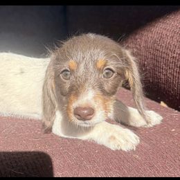 Betsy - Piebald female Dachshund puppy in Sallisaw, Oklahoma from Wild West Dachshunds