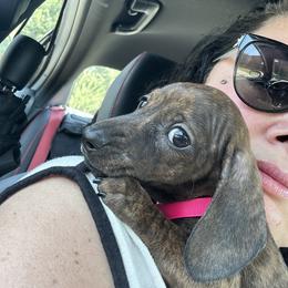 Dachshund Puppies from Army of Dachshunds