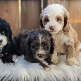 Boy 2 - Buff and white male Cockapoo puppy in Salt Lake City, Utah from Utah Cocker Spaniels