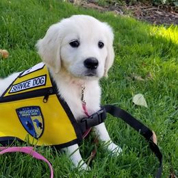 Golden Retrievers from Goldway Golden Retrievers