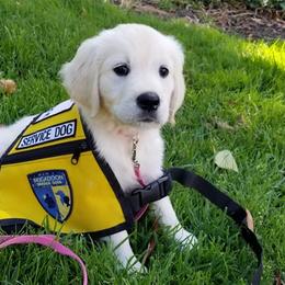 Golden Retrievers from Goldway Golden Retrievers