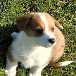 Laredo - Red male Pembroke Welsh Corgi puppy in Hillsville, Virginia from Bonderosa Kennels