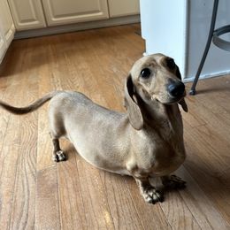 Jeanie - Dachshund