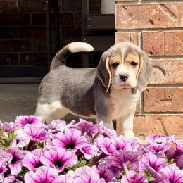 Kookie - Blue and white female Beagle puppy in Mansfield, Missouri from Rippee Creek Kennel
