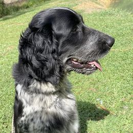 Sadie - English Springer Spaniel
