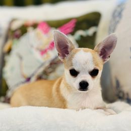 DiLusso's Sapphirine Sunshine 'Sonny' - Fawn and white Chihuahua puppy in Monroe, North Carolina from DiLusso Chihuahuas