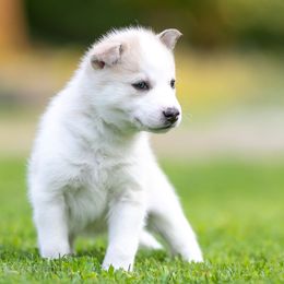 Siberian Husky Puppies from Lilbearshuskies