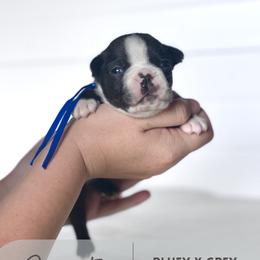 Squirtle - Blue male Boston Terrier puppy in West Jefferson, Ohio from Kline Kennels