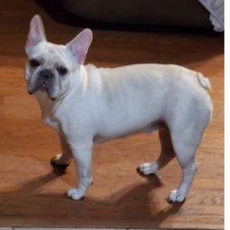 FiFi - French Bulldog