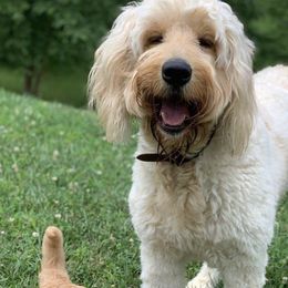 Goldendoodles from NC Mountain Doodles