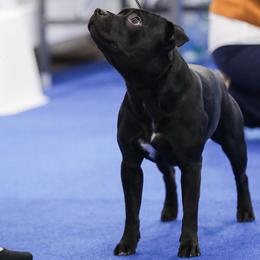 Staffordshire Bull Terriers from Patriot Staffs Staffordshire Bull Terriers