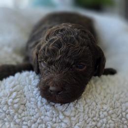 River - Chocolate male Goldendoodle puppy in Decatur, Tennessee from Diamond's Doodles