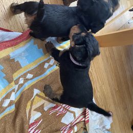 Welsh Terrier Puppies from Snow Dragon Welsh Terriers