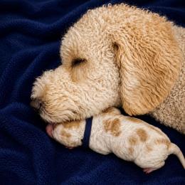 Sean - Parti male Goldendoodle puppy in Rocky Point, North Carolina from CelticDoods