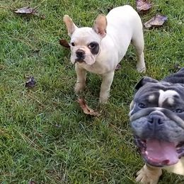 Bulldogs and French Bulldogs from Blue Rover Bullies