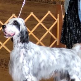 English Setters, Golden Retrievers, and Gordon Setters from Katherine Lirette