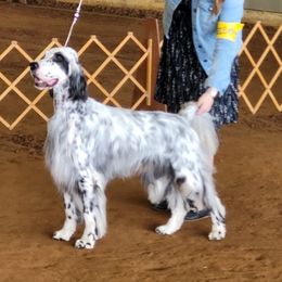English Setters, Golden Retrievers, and Gordon Setters from Katherine Lirette