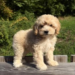 Maddy - Buff female Cockapoo puppy in Birdsboro, Pennsylvania from Cooper Family Cockapoos