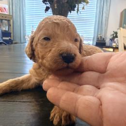 Rusty - Apricot male Goldendoodle puppy in Macclenny, Florida from Baker County Goldendoodles