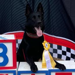 Prince - German Shepherd