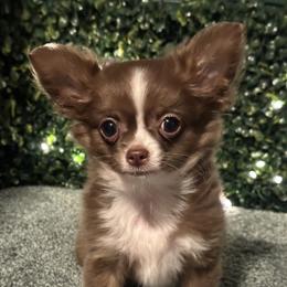 Sunshine - Chocolate and white female Chihuahua puppy in Northboro, Iowa from So Sweet Chihuahuas