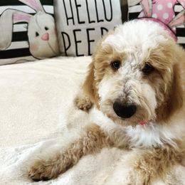 Boy 4 - Parti Goldendoodle puppy in New Bern, North Carolina from Oodles of Doodles