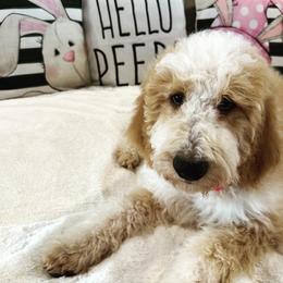 Boy 4 - Parti Goldendoodle puppy in New Bern, North Carolina from Oodles of Doodles
