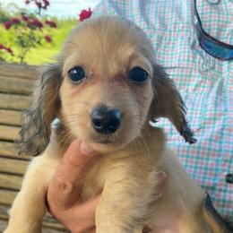 Lucah-3 AKC - Cream male Dachshund puppy in Nashville, Georgia from Riverside Dachshund