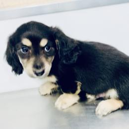 Dachshund Puppies from Meldox