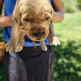 Golden Retriever Puppies from Coppertown Retrievers